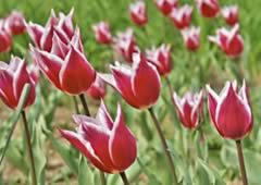 Floricultura em Suzano